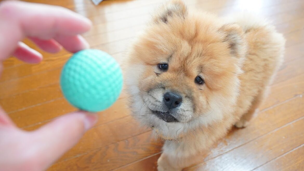 チャウチャウ子犬、ヨタヨタ走りのボール遊びがかわいすぎるw