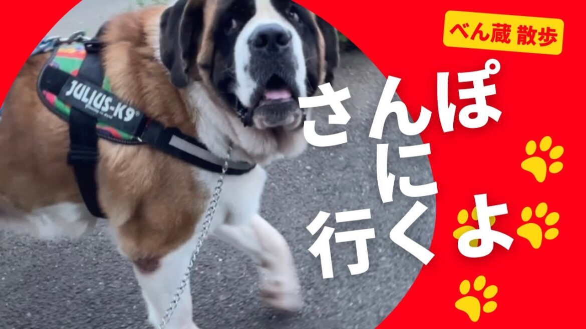 【大型犬 セントバーナード】べん蔵の夕方さんぽNO.1