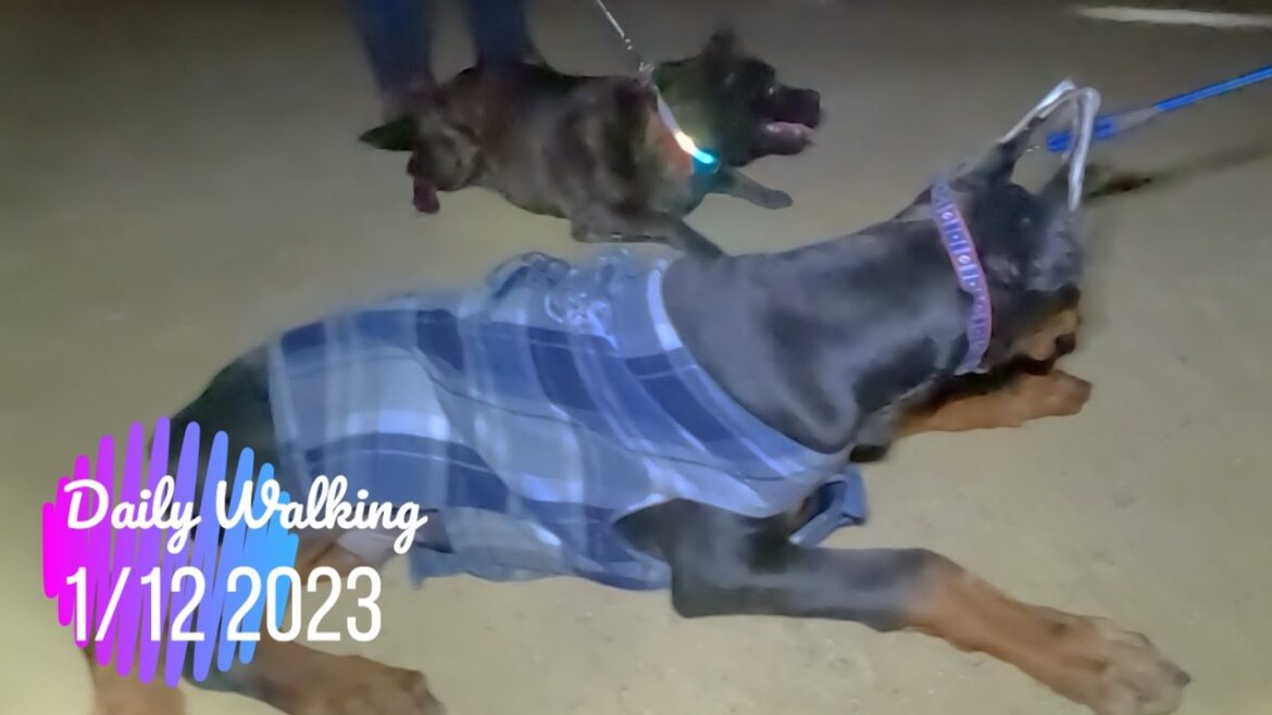甲斐犬 ✕ ドーベルマンは迫力満点！お友達9匹！ポメラニアン・マルプーお散歩Vlog Vol.10