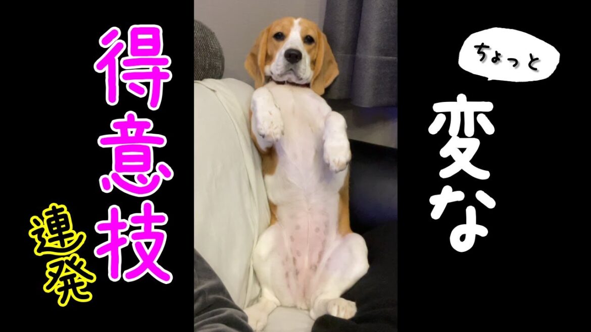 【ビーグル】飼い主に構って欲しくて編み出した可愛すぎる技　連発