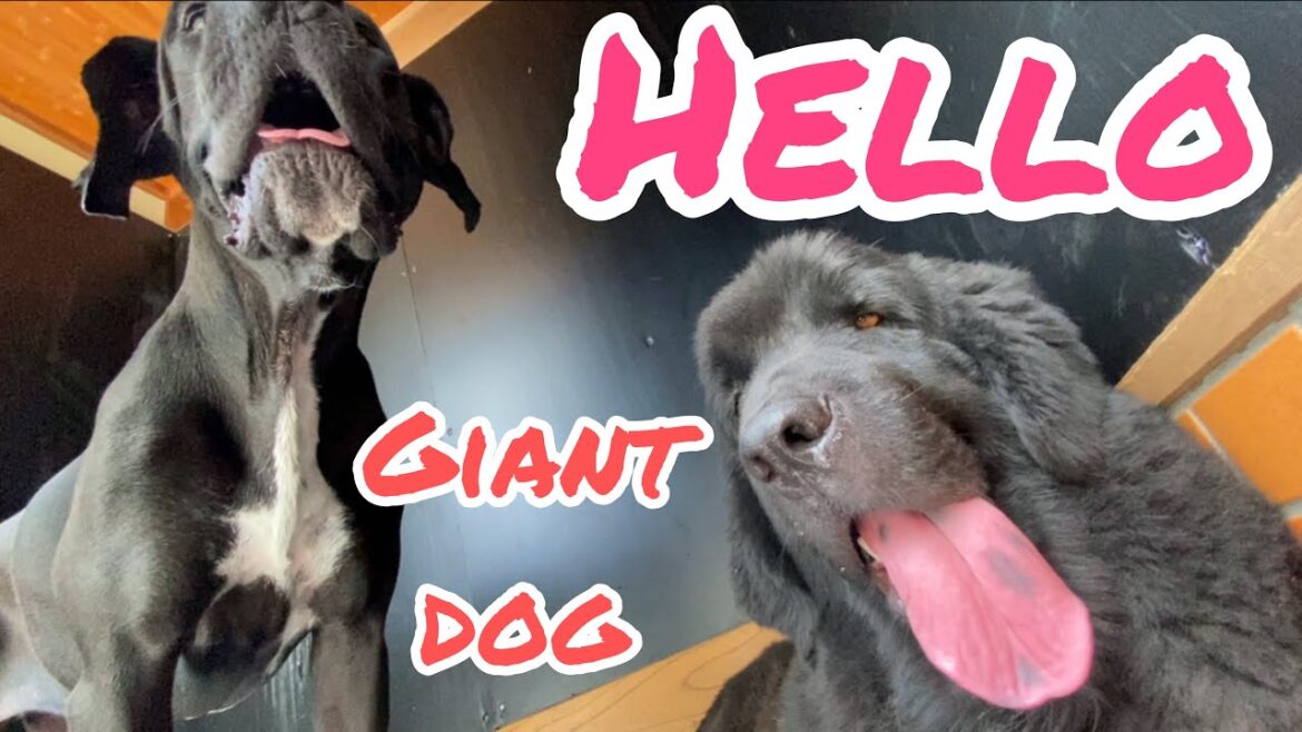 グレートデンシャンプー🧴‎◌𓈒𓐍 ニューファンドランド 昼寝❤️ 超大型犬 大型犬 多頭飼育 渡辺ボス