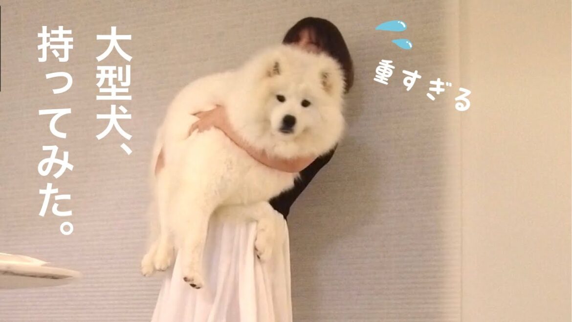 大型犬の抱っこ耐久チャレンジ【サモエド】Endurance challenge of carrying a large dog【samoyed】