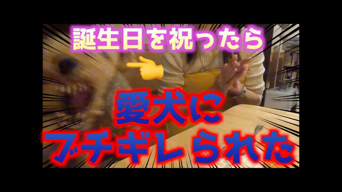 ウェルシュテリアの誕生日を祝ったらブチギレられた！