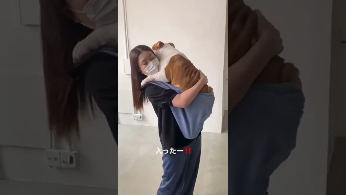 [ervadog]24kgブルドッグのドンくん、ドッグスリングへの挑戦🐶✨