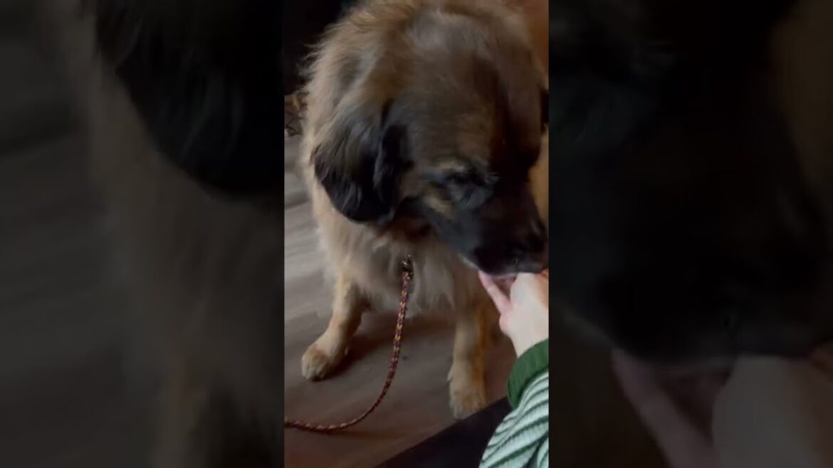 海君とさらのASMR #Shorts ＃レオンベルガー