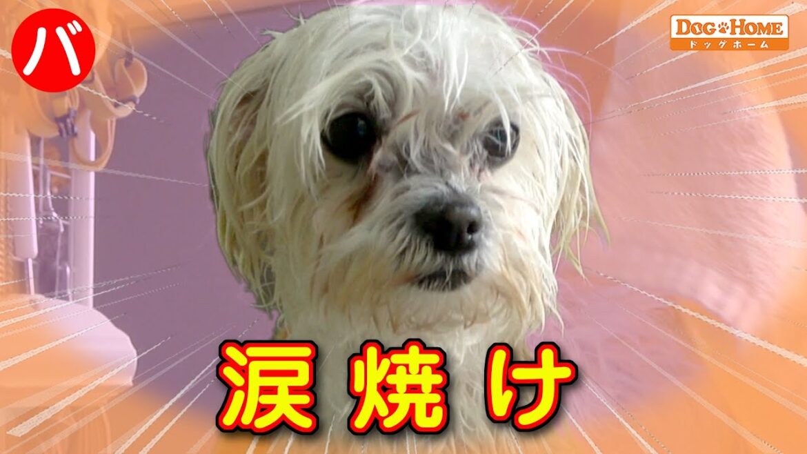 涙焼け:食事・管理 バリカンのかけ方使い方 生活しやすいようにするには 【マルチーズのカルタちゃんのブローバリカン爪切り編】 ୨୧∵トリミング サロン DOG HOME ドッグホーム∵୨୧ 涙焼け:食事・管理 バリカンのかけ方使い方 生活しやすいようにするには 【マルチーズのカルタちゃんのブローバリカン爪切り編】 ୨୧∵トリミング サロン DOG HOME ドッグホーム∵୨୧