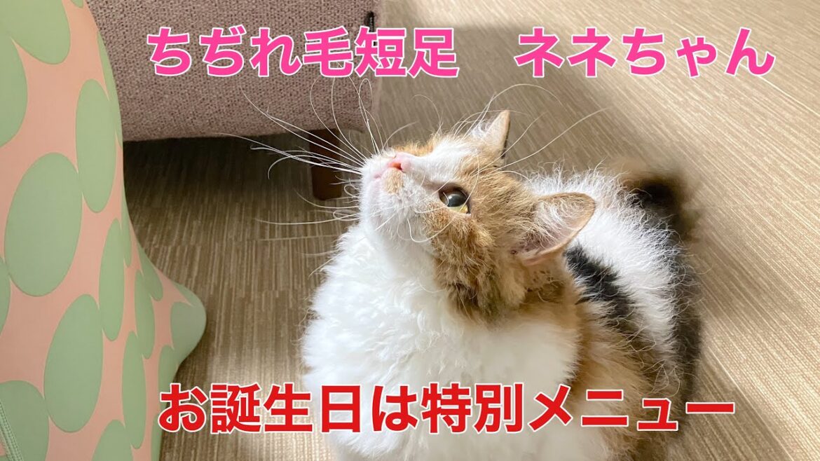 【スクーカムのネネ】３歳の誕生日で特別メニューをプレゼント