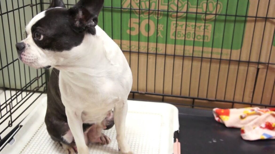 ドッグトレーニング　犬のしつけ教室　人間を噛む　ボストンテリア　静岡県浜松市