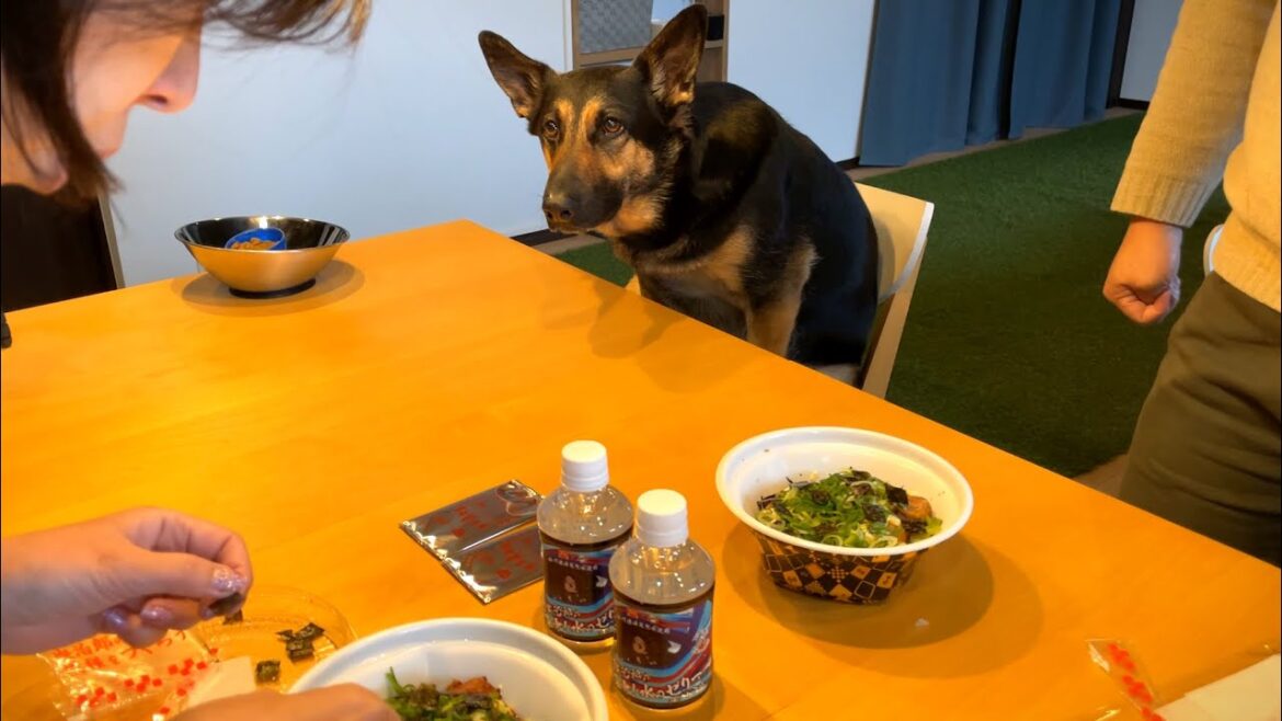 昼ご飯がなかなか始まらない日のシェパード犬