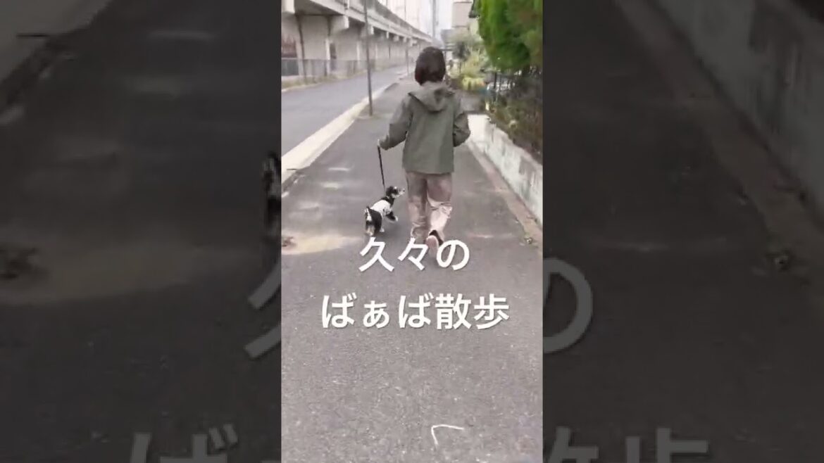 【ミニチュアシュナウザー子犬】大好きなばぁばとのお散歩♪ 【ミニチュアシュナウザー子犬】大好きなばぁばとのお散歩♪