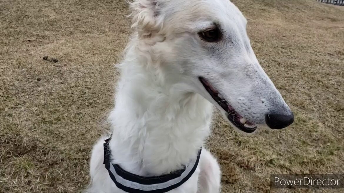 ボルゾイ 犬 の ソーン　久々の公園