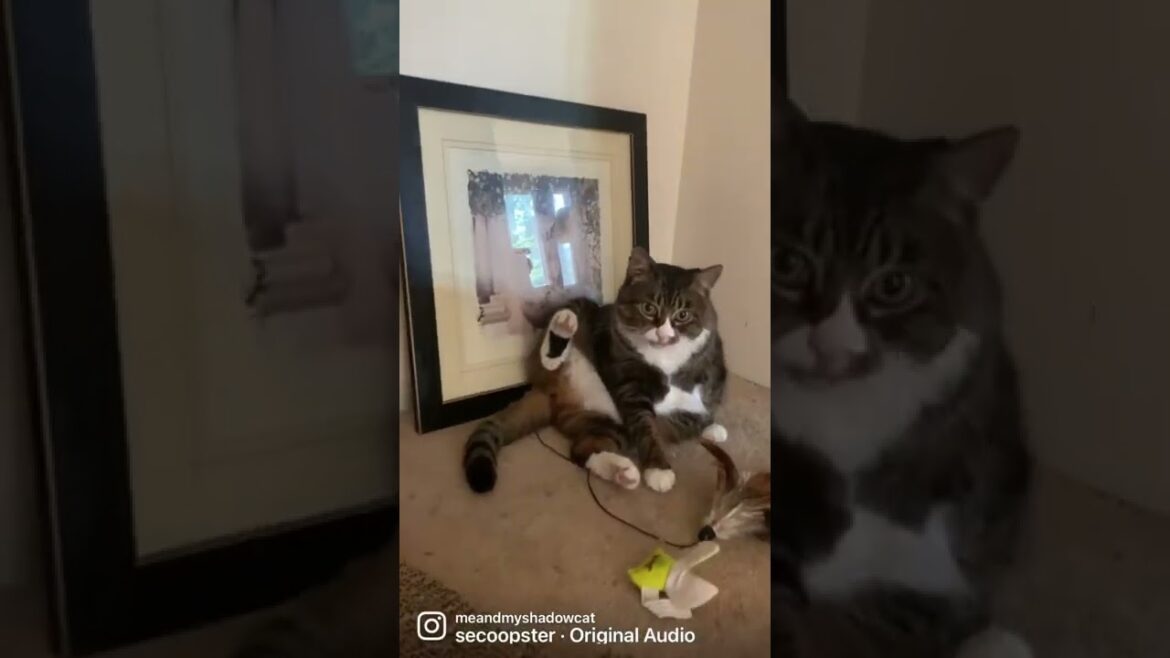 Manx cat pandemic bootcamp January 21, 2022 Manx cat pandemic bootcamp January 21, 2022