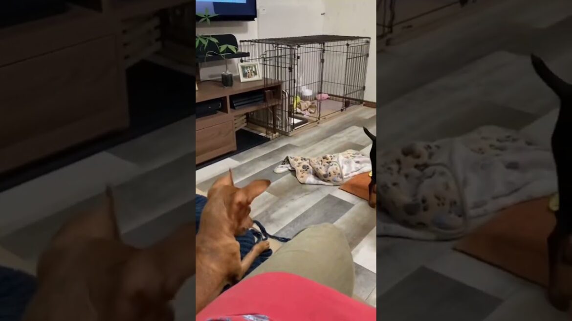 トムとジェリー？ #ミニピン #miniaturepinscher #犬 #ミニチュアピンシャー