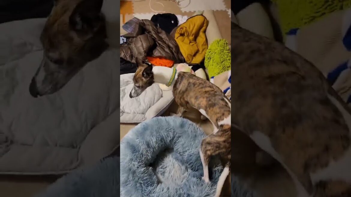 今日も突然暴れだす。突然甘えだす。ツンデレベテランウィペットカイトオッサン。狂犬？天使？ Whippet Dog KAITO FUKUOKA JAPAN