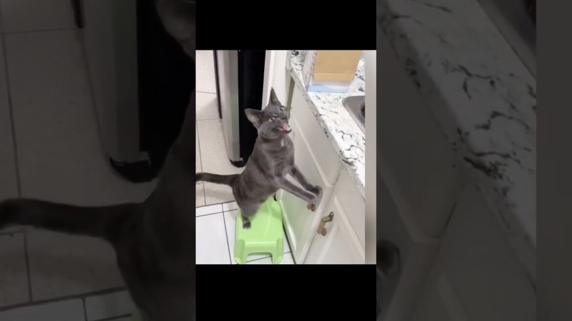 Animal vol:139 - korat(cat) #shorts