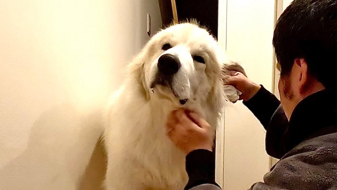 【ムギが興奮】嫌いな耳掃除にムギが暴走しました
