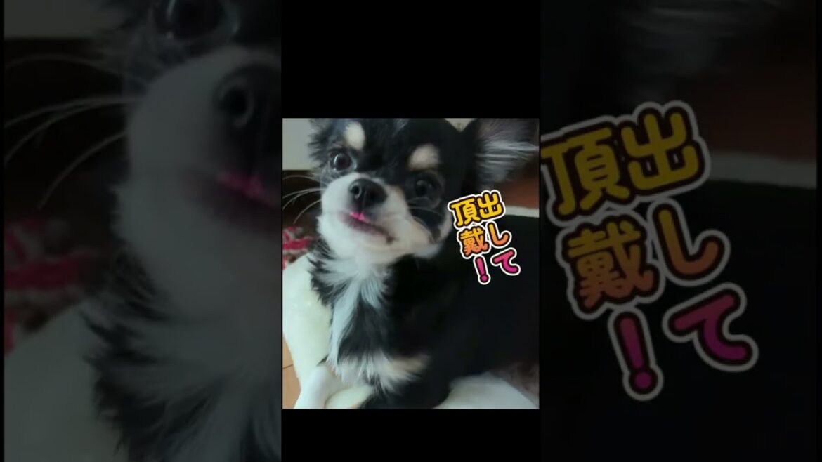 【ロングコートチワワ子犬】ペット用食器マットが！無残なことに！#Shorts