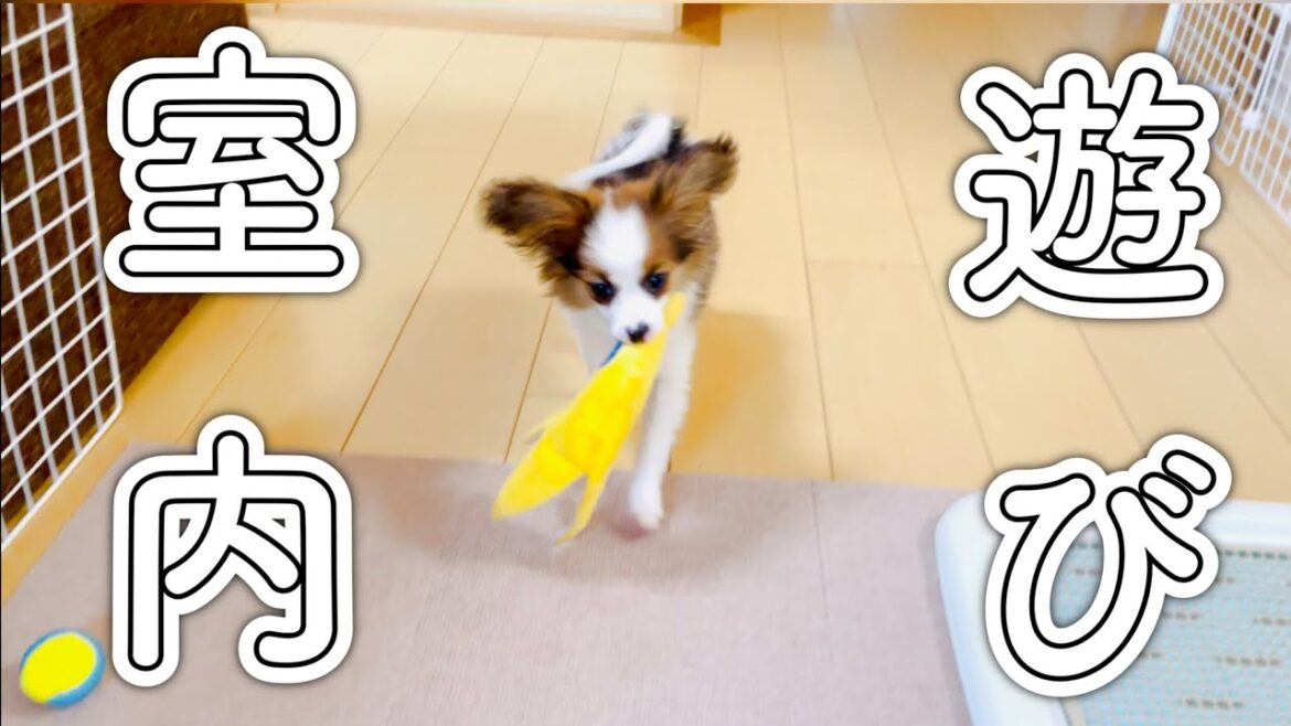 ボール遊びをしていたら子犬に悲劇が…【パピヨン】