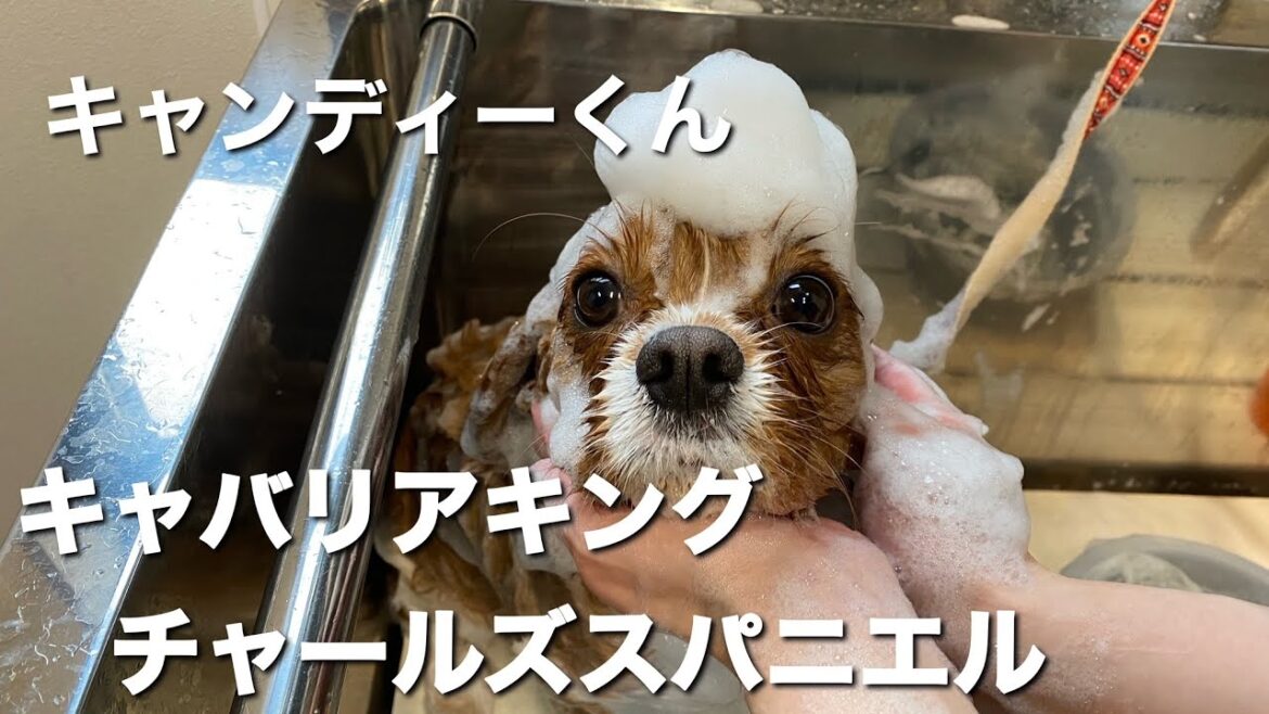 キャバリア・キング・チャールズ・スパニエル キャンディーくん【Cavalier King Charles Spaniel】