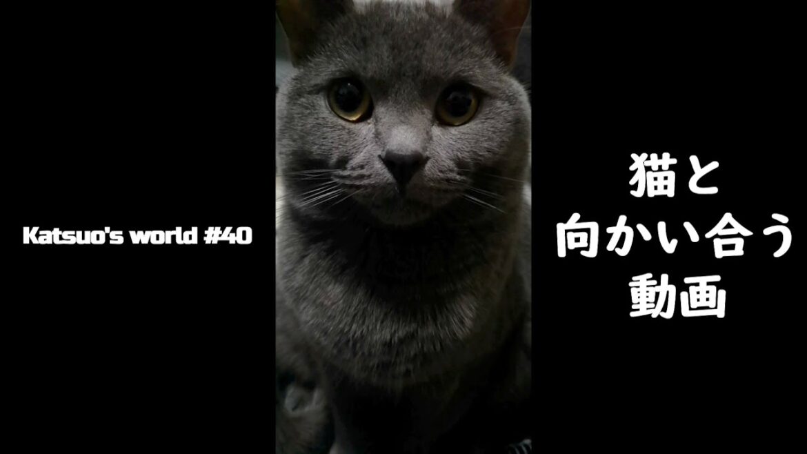 【Shorts】猫と向かい合い・・・見つめ合う・・・動画【シャルトリュー/猫のかわいい動画】