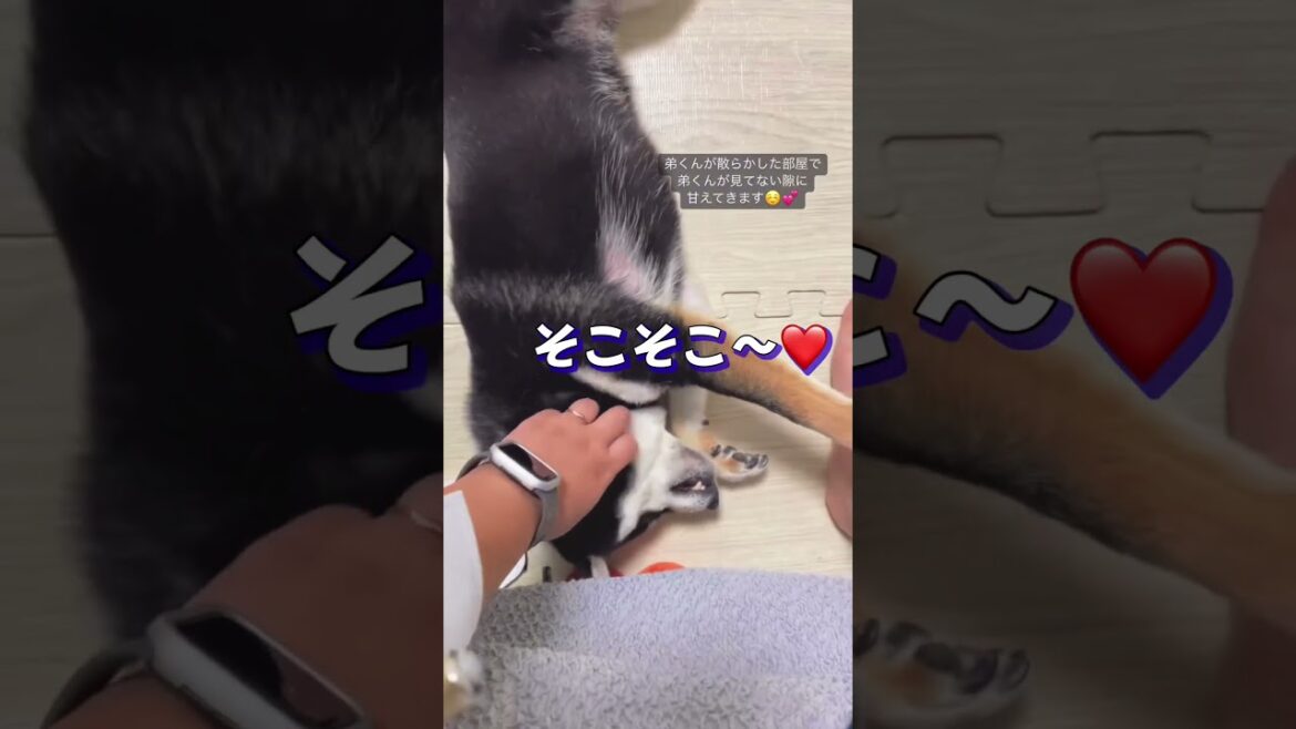 豆柴の至福のとき❤️【柴犬】#Shorts