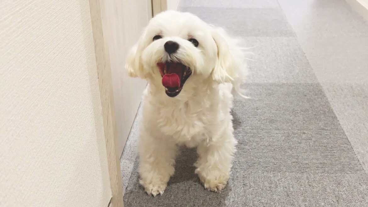 眠いのに飼い主を見送ってくれる犬が可愛すぎる【マルチーズ】 眠いのに飼い主を見送ってくれる犬が可愛すぎる【マルチーズ】