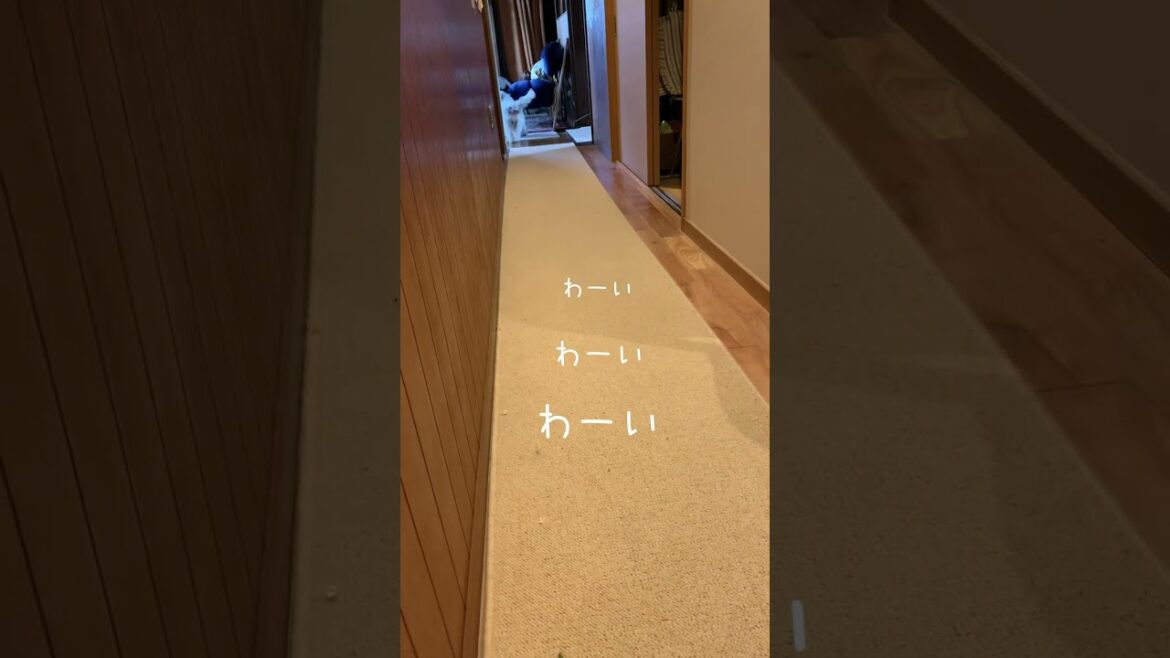 ツンデレっぷり炸裂のぽち❤︎大好きなばあばに会えてテンションMAX?えっ? ツンデレっぷり炸裂のぽち❤︎大好きなばあばに会えてテンションMAX?えっ?