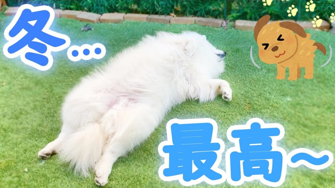 冬のお庭で快適そうに寝るサモエドさくら 冬のお庭で快適そうに寝るサモエドさくら