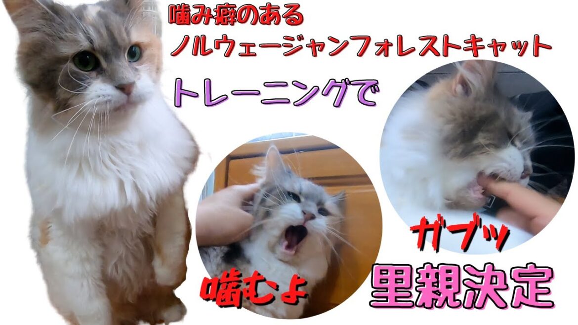 三毛猫ノルウェージャンフォレストキャット噛み癖矯正で里親決定!?(保護猫カフェ猫の木)十三駅 Norwegian Forest Cat is decided to be a foster parent 三毛猫ノルウェージャンフォレストキャット噛み癖矯正で里親決定!?(保護猫カフェ猫の木)十三駅 Norwegian Forest Cat is decided to be a foster parent