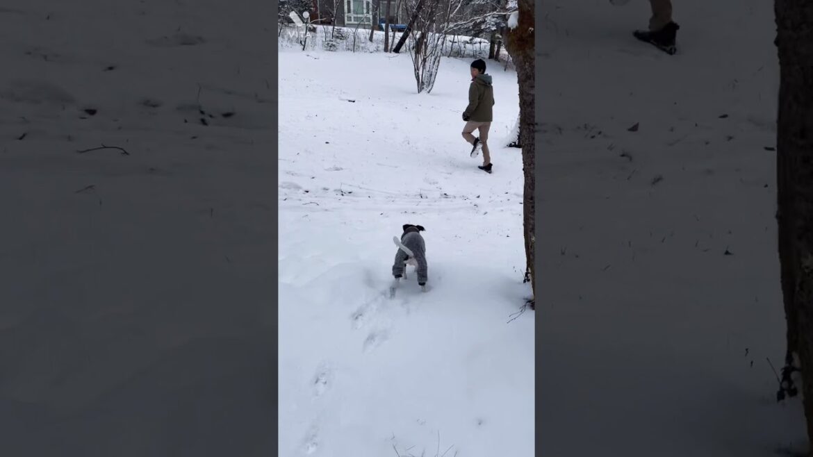 ★❄️雪初体験❄️日本テリアPappy★ #shorts #dog #en_dog #japanesedog #japaneseterrier