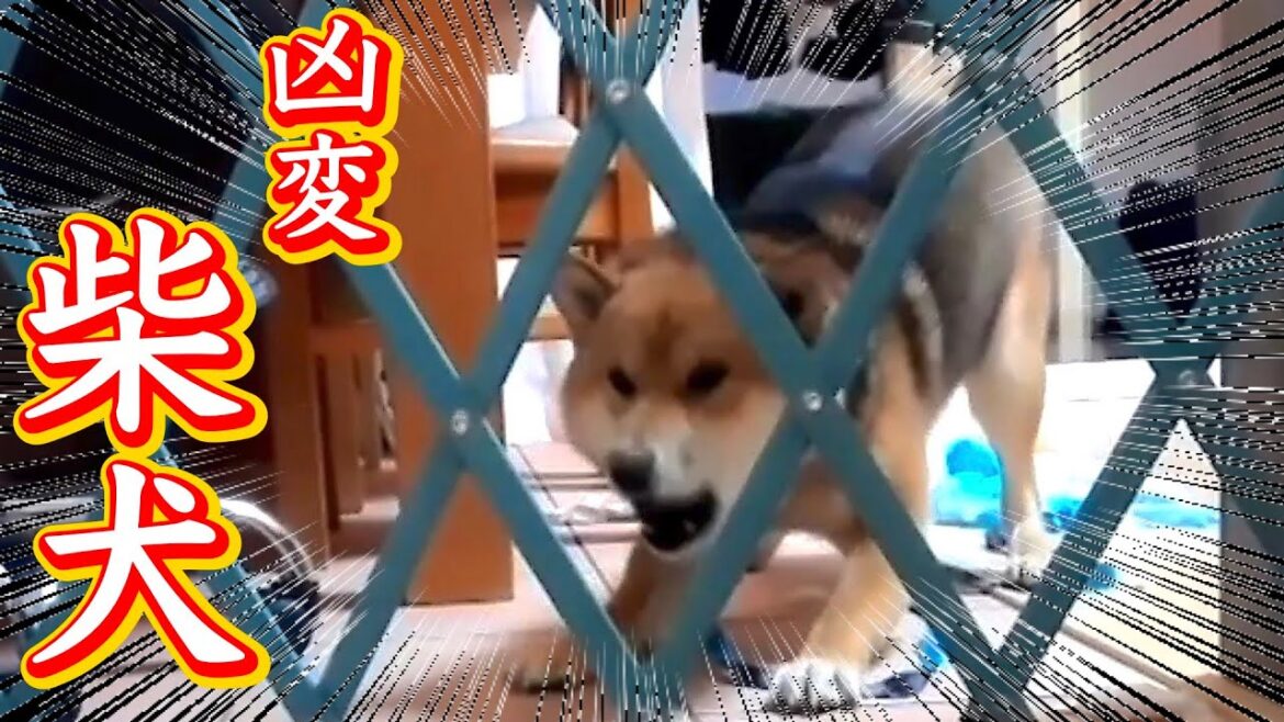 柴犬が豹変し飼い主に噛み付き近寄れなくなった　ネットでオンライン画面越しでのセッションにて解決！