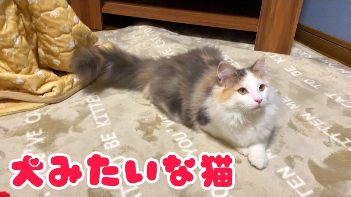 犬みたいになっていく猫【ノルウェージャンフォレストキャットと三毛猫】 犬みたいになっていく猫【ノルウェージャンフォレストキャットと三毛猫】