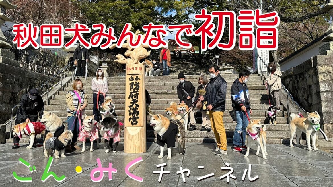 みんなで 初詣　秋田犬【ごん・みく チャンネル】2023/01/15