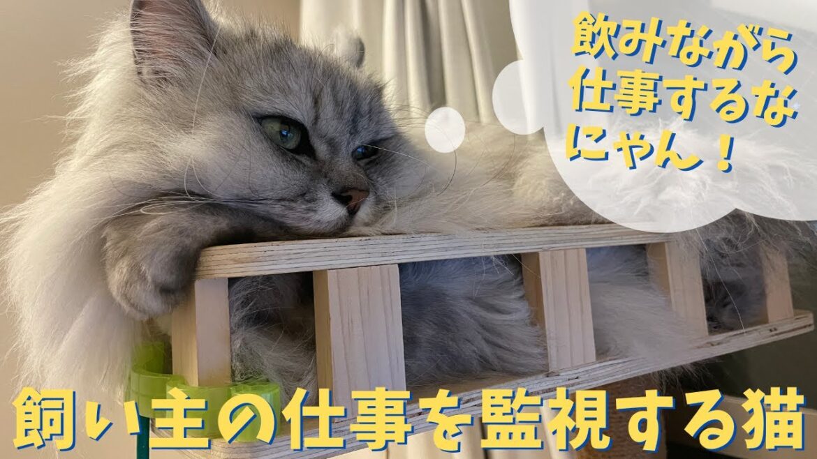 飼い主の仕事を監視する猫|ラガマフィンのラガさん 飼い主の仕事を監視する猫|ラガマフィンのラガさん