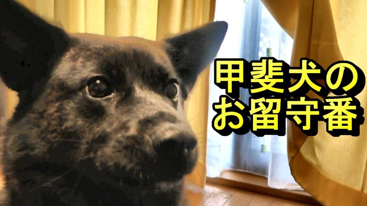 お家でお留守番シリーズ　久々の投稿です。-　甲斐犬いち