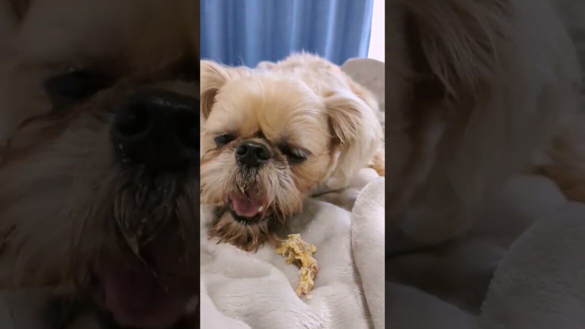 【ASMR】鶏のもみじジャーキー🐔を食べる音【犬の咀嚼音】 #犬 #ブリュッセルグリフォン #ポメラニアン 【ASMR】鶏のもみじジャーキー🐔を食べる音【犬の咀嚼音】 #犬 #ブリュッセルグリフォン #ポメラニアン