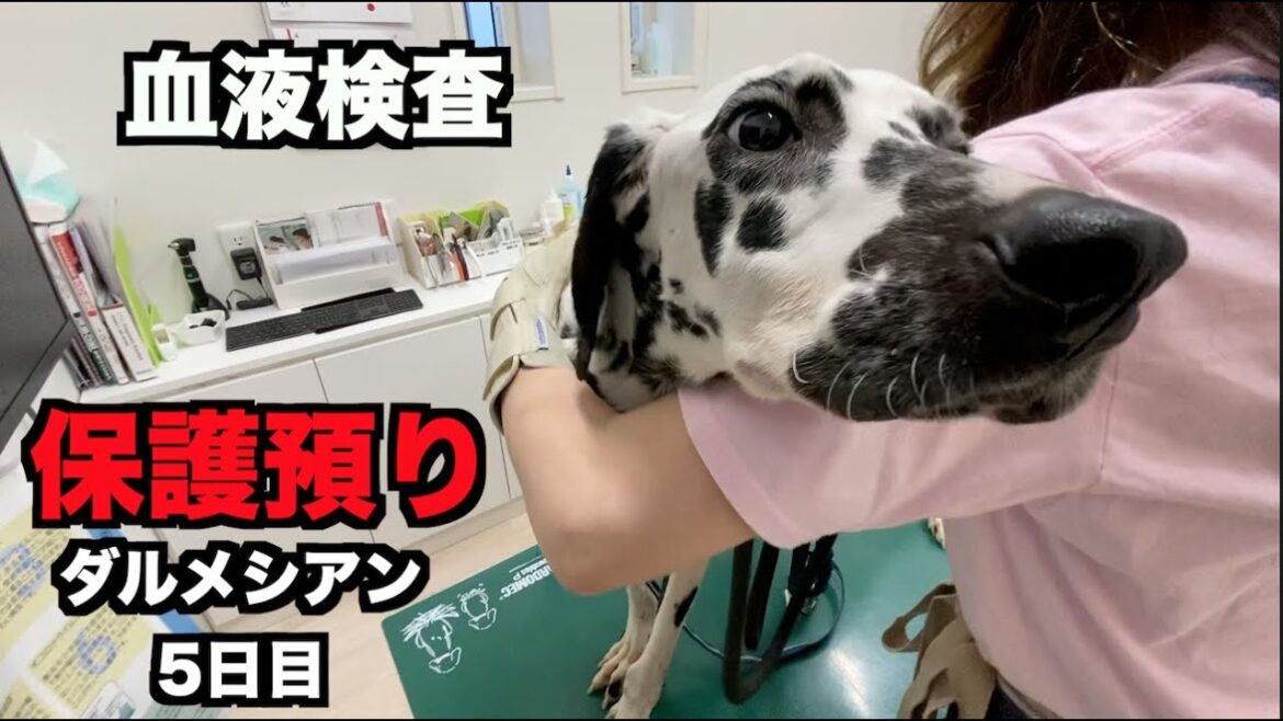 保護預りダルメシアンの血液検査【5日目】