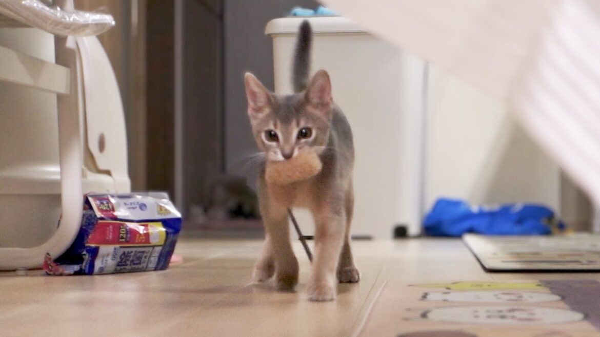 「とってこい」ができるようになった猫【猫動画】