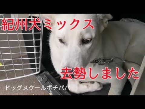 紀州犬ミックス ジャックくん去勢しました 紀州犬ミックス ジャックくん去勢しました