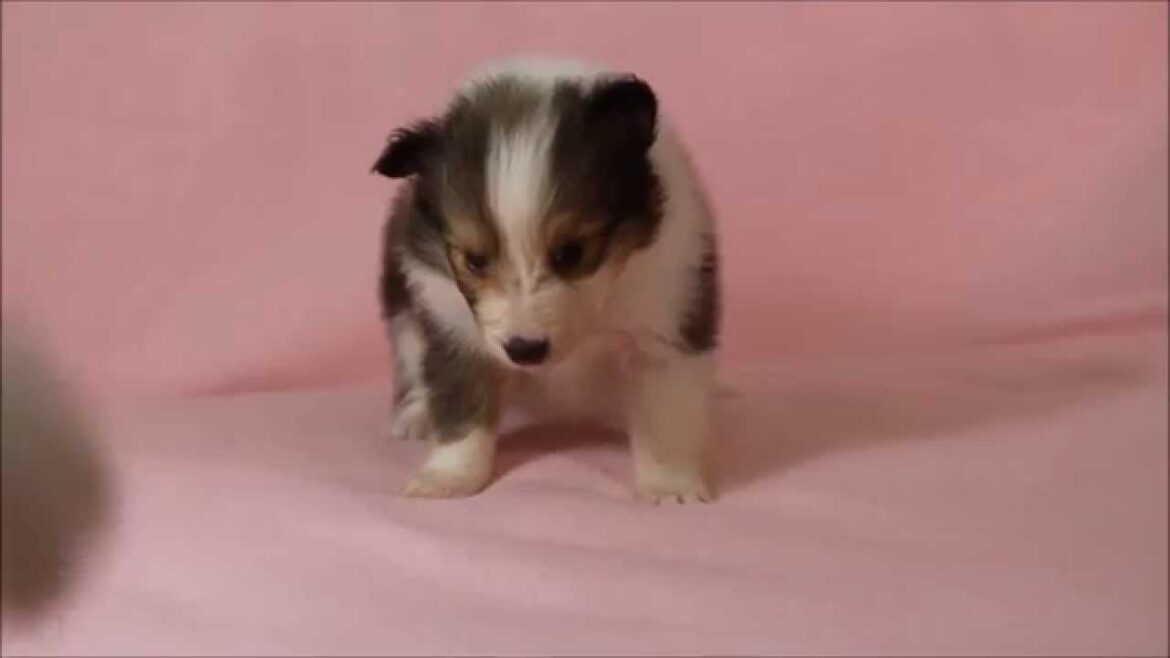 シェットランド・シープドッグ（シェルティー）子犬販売。No.8282