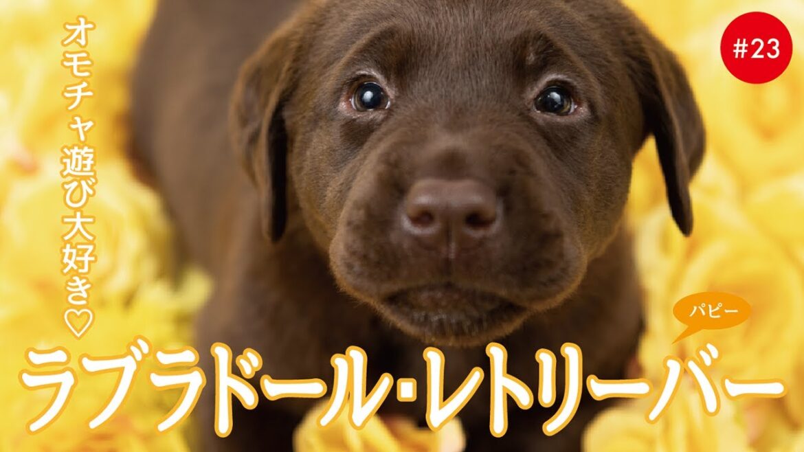 かわいいラブラドールレトリバー(ラブラドールレトリーバー)の子犬たち #23 Labrador Retriever かわいいラブラドールレトリバー(ラブラドールレトリーバー)の子犬たち #23 Labrador Retriever