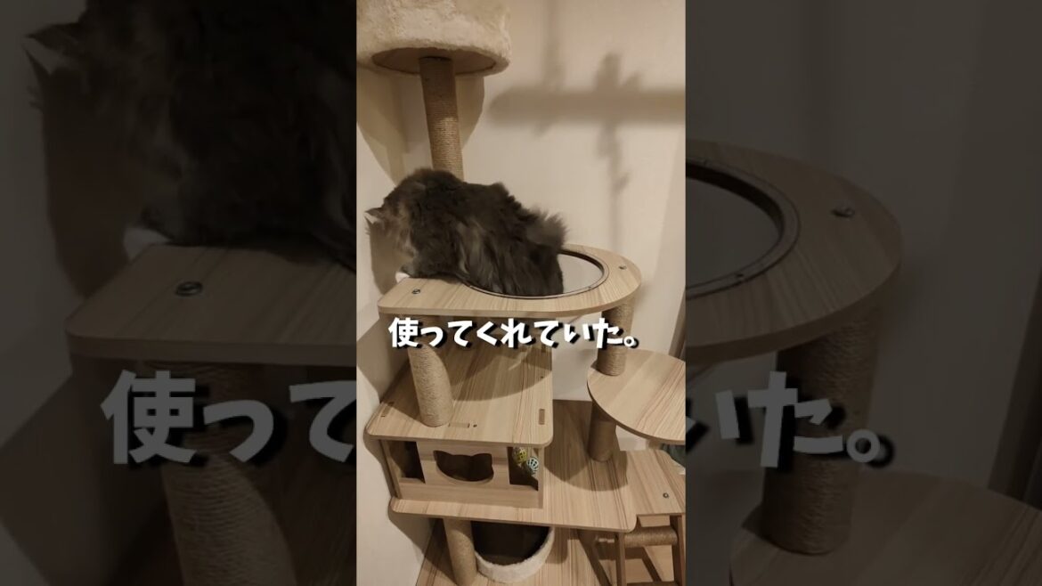猫に3歳の誕生日プレゼントでキャットタワーをあげたら、プチ悲劇が。【サイベリアンのラフィ】#shorts 猫に3歳の誕生日プレゼントでキャットタワーをあげたら、プチ悲劇が。【サイベリアンのラフィ】#shorts