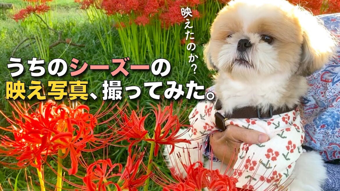 【シーズー】うちのシーズーの映え写真撮ってみたら、可愛すぎて萌え〜（飼い主の独り言）／ヒガンバナ群生地・滋賀県 桂浜園地【193】
