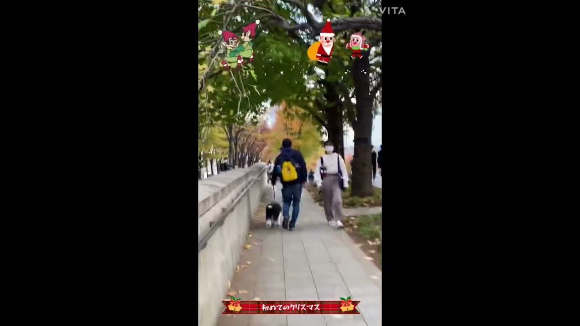 オールドイングリッシュシープドッグ生後3ヶ月