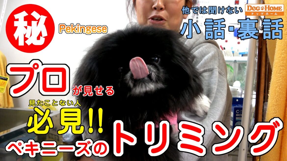 お家で出来るプロ から学べる技術 ! 犬の事情と裏話【ペキニーズ ピコちゃんのシャンプー】