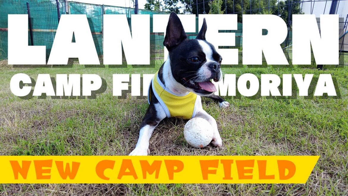 【ボストンテリア】茨城県に新しく誕生したLANTERN CAMPING FIELD MORIYA