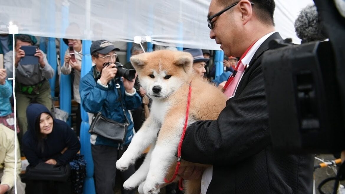 ザギトワ選手に贈る秋田犬「ＭＡＳＡＲＵ」お披露目　秋田・大館
