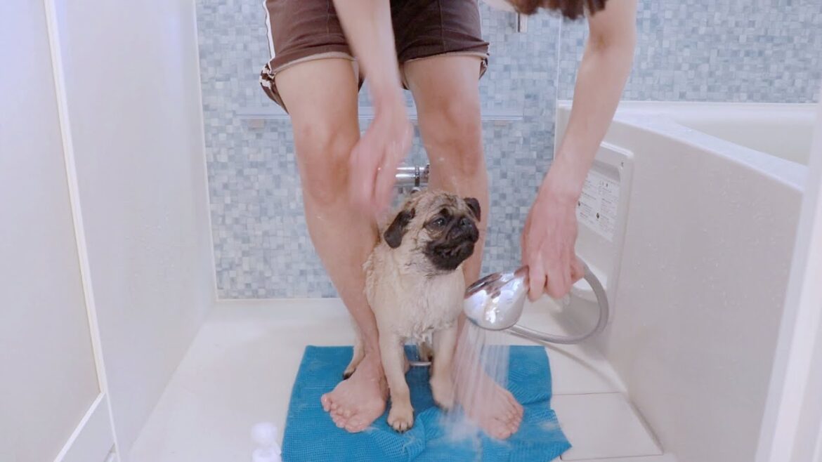うちのパグ犬のシャンプーのやり方をノーカットで [子犬0歳♂と30代独身男性]