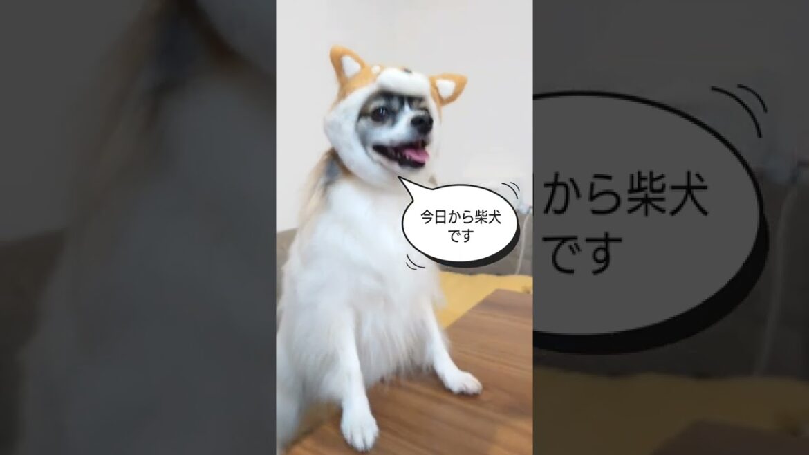柴犬のつもりなパピヨン犬