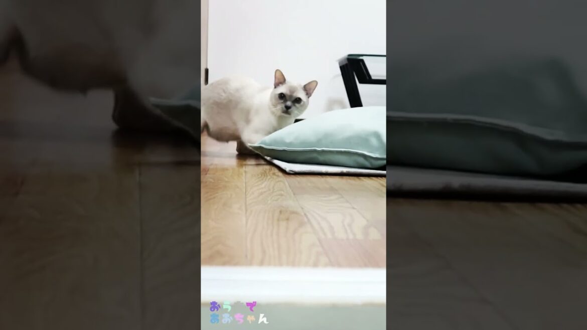 あらぶる猫 #shorts